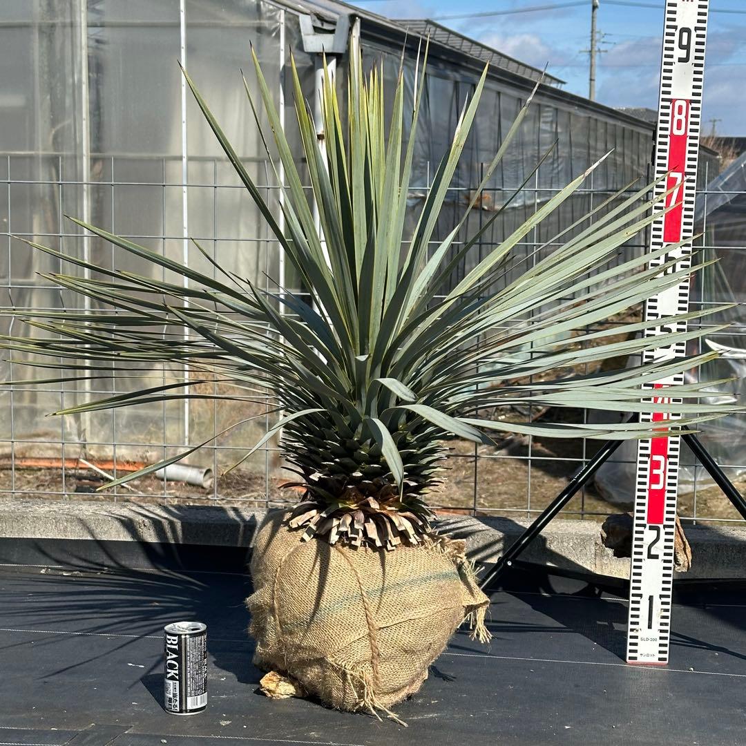 ユッカ ロストラータ（樹高:約83cm）Feb01 ユッカ ロストラータ（樹高:約69cm）oct53