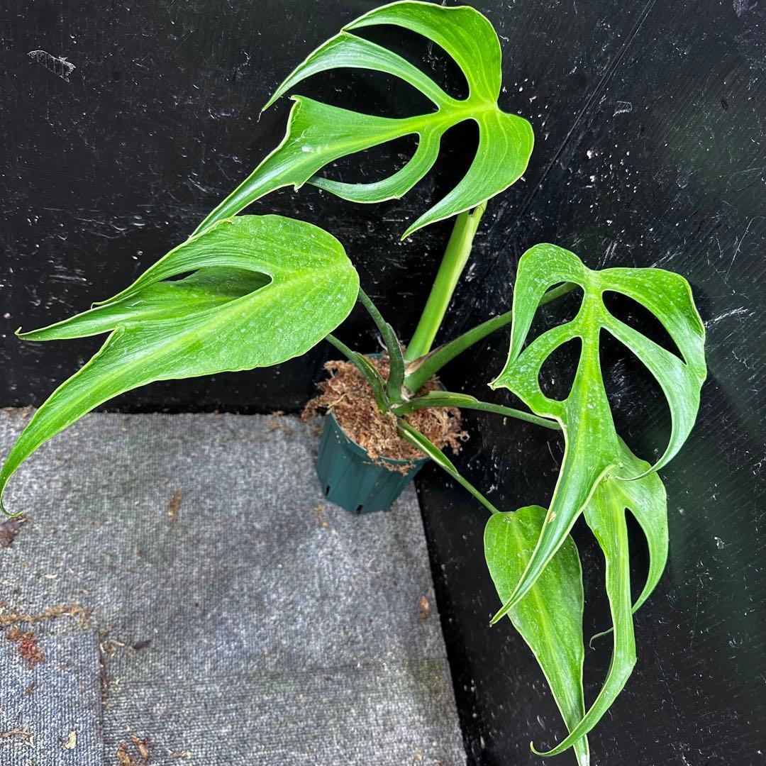 極*-様 モンステラデリシオーサバールマルクスフレーム4号鉢植え大株美株レア 楽天市場】『モンステラ バールマルクスフレーム』Monstera 'Burle