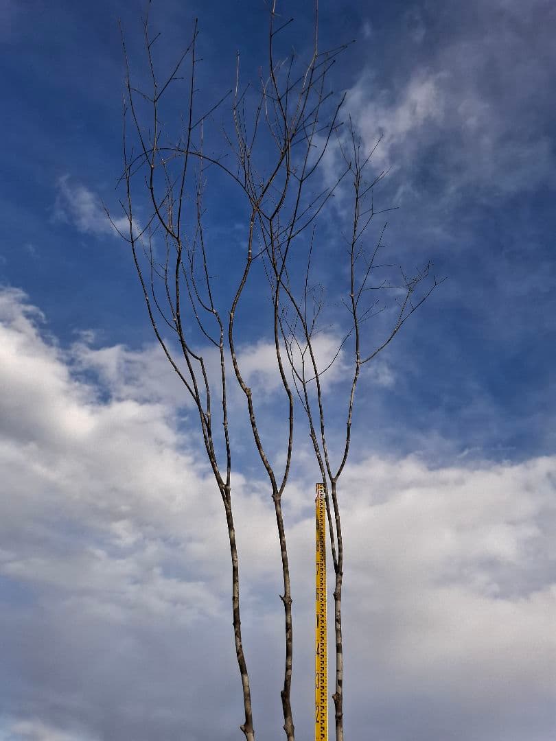 アオダモ　山彩り　ーーアオハダ、モミジ、カエデーー