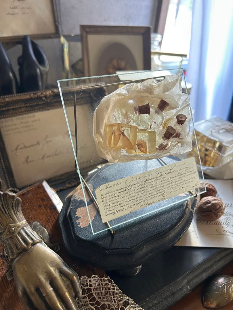 errer ガラスプレート 植物標本 筆記体 アンティーク 樹脂標本 植物標本のガラスフレーム - 記事 | 日本ヴォーグ社