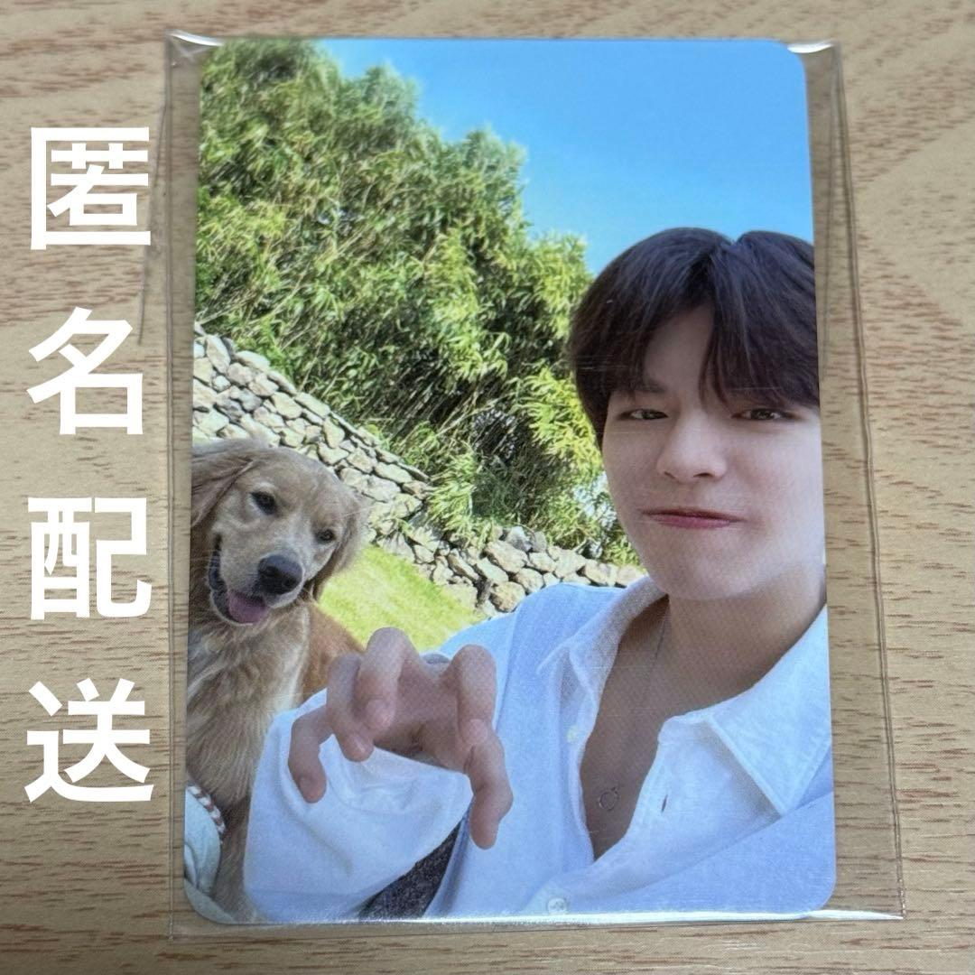 straykids スキズ スンミン 済州 チェジュ トレカ 犬 JYP特典 - メルカリ