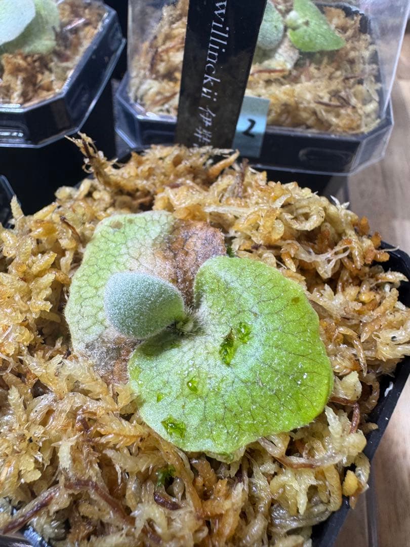 willinckii 伊弉諾　ビカクシダ　④ P.willinckii 伊弉諾 from @big_bell.plants_aqua 良いプロポーション