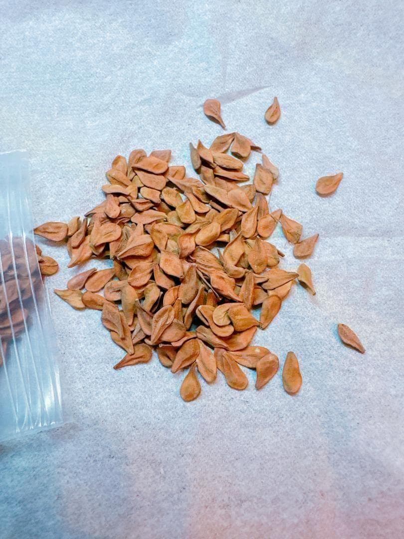 種子 200粒 パキポディウム レアリー Pachypodium lealii 2026年最新】パキポディウム レアリーの人気アイテム - メルカリ