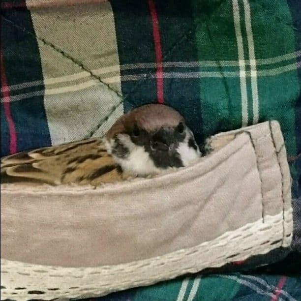 確認用です 3387【島津製作所】エネルギー分散型蛍光X線分析装置 PC ロータリー