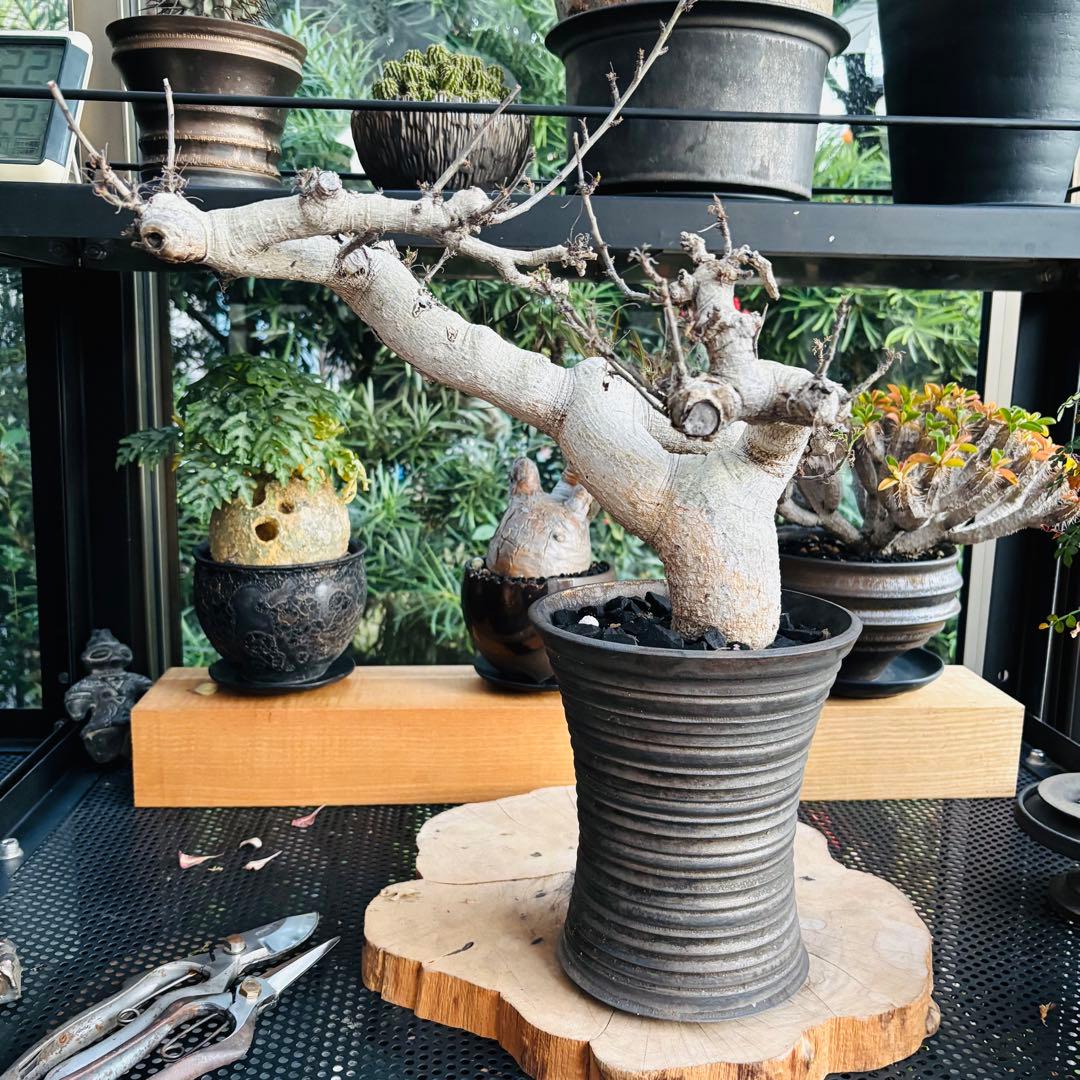 短期間限定超特価！ 現地株 コミフォラ サクシコラ 山中勇人 作家鉢 大株 発根 プラポット トール20 サボテン 頑丈 おしゃれ 塊根植物 多肉 黒