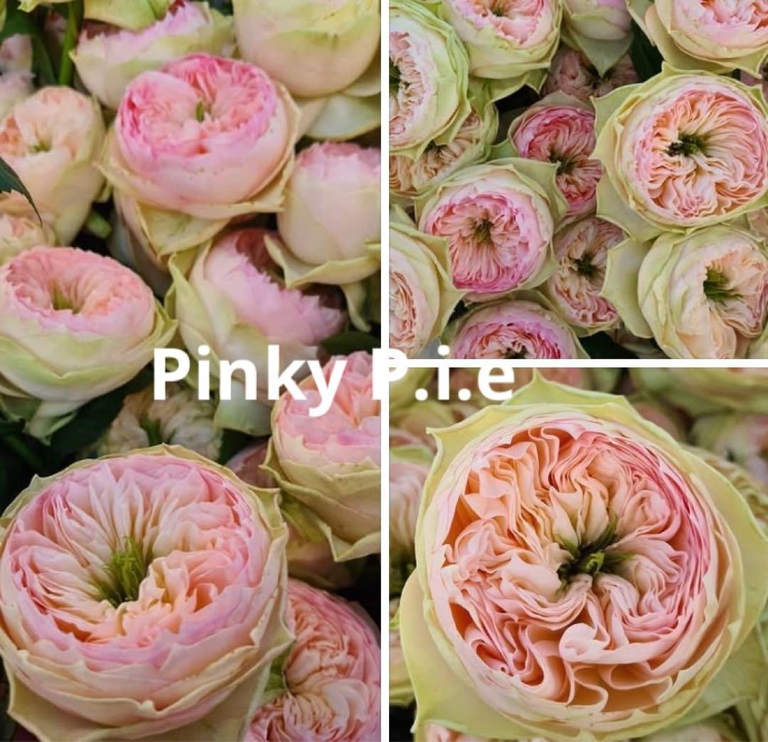 レア　希少　バラ苗　切り花品種　Pinky Pi.e 8号鉢 楽天市場】＼当店オリジナル8号鉢仕様／ バラ苗 マドレーヌフェイエ 2