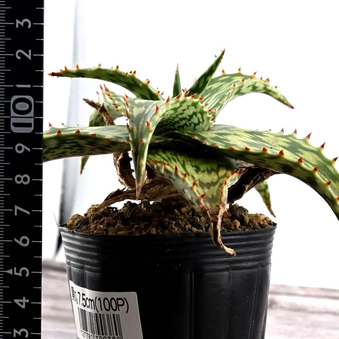 アロエ ペッキー×ヘミンギー ペキヘミ 多肉植物 大株 1287 - メルカリ