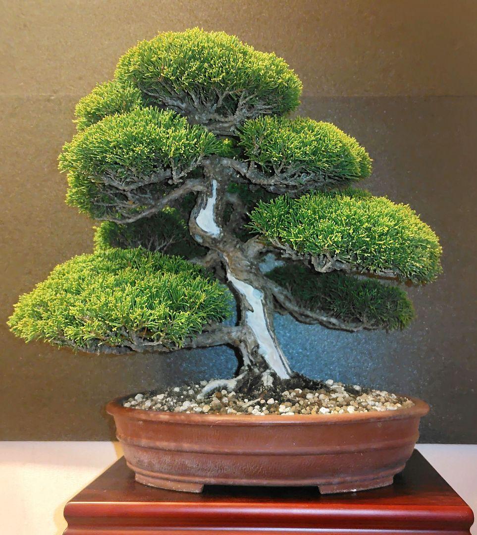 真柏盆栽！ 真柏｜盆栽妙 – 盆栽妙 本店