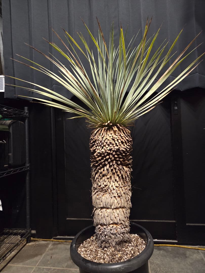 専用出品 特割 ユッカロストラータ 太株 (き) ユッカ ロストラータ 4号スリット鉢(個体おまかせ1鉢)｜芳樹園