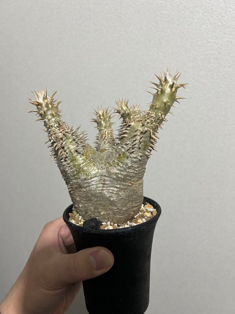 パキポディウム デンシフローラム コーデックス パキポディウム デンシフローラム○3.5寸 | 【公式