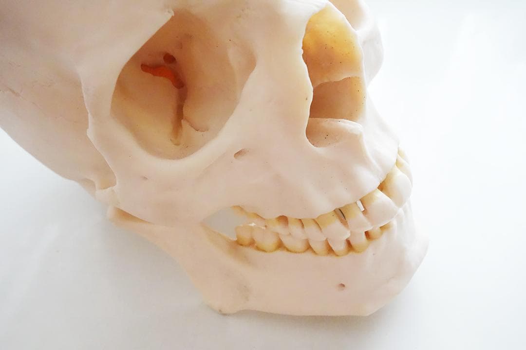 頭蓋骨 模型 ソムソ SOMSO 社製 Z13 - メルカリ