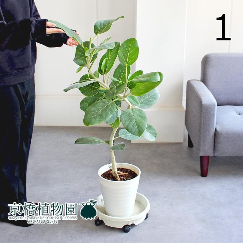 【現品】フィカス・ベンガレンシス・オードリー　曲がり　7号　白セラアート鉢（1） フィカス・ベンガレンシス・オードリー 7号【セラアート鉢】 | 京橋植物園