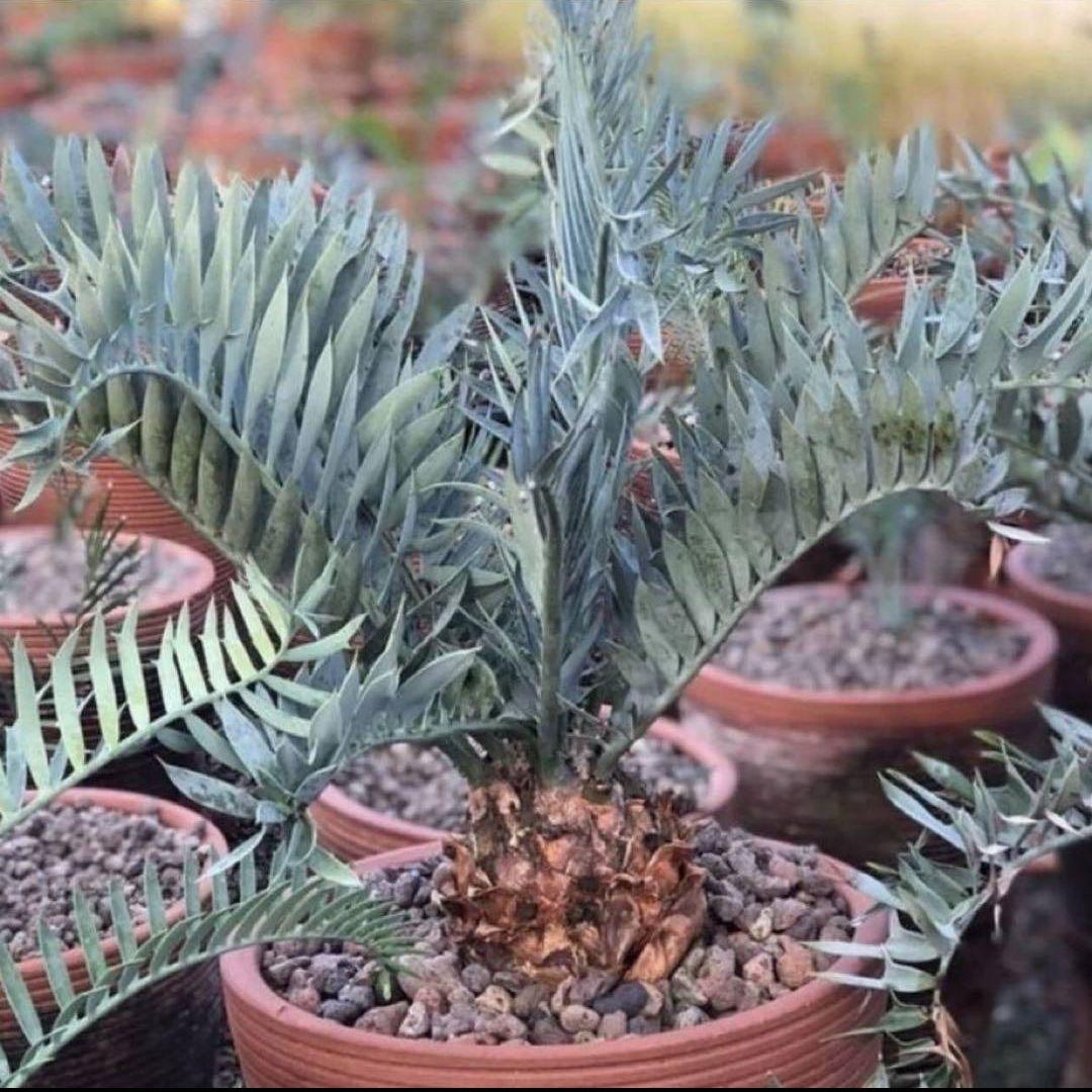 正規輸入種子1粒 エンセファラルトス ホリダス ドワーフ エンセファラルトス ホリダス ドワーフ | GREEN LUCK