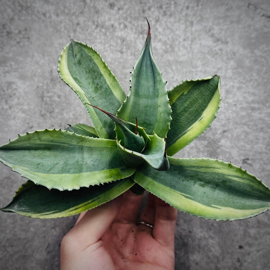 ポ*カ様 多肉植物・アガベ・オルカ・斑入り・SSS級美株 アガベ 狼人の斑 として入手した株🪴 真偽はまだ小さくてわからない