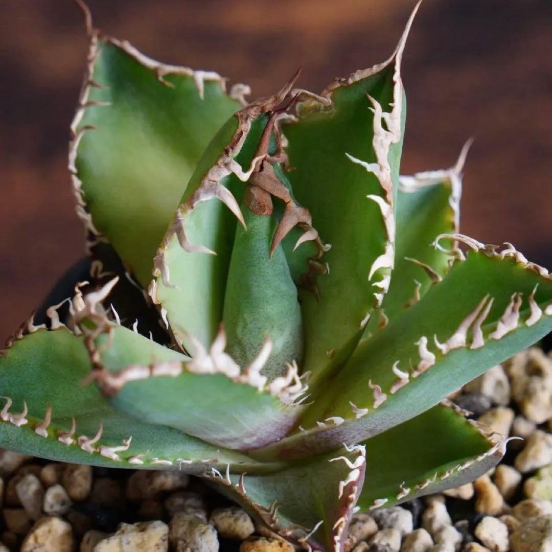 032】アガベ オテロイ 実生／抜き苗発送 - メルカリ