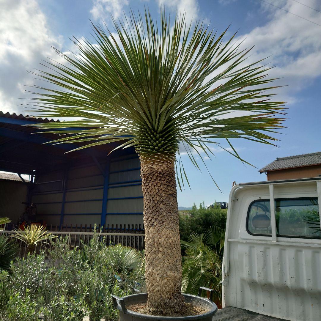 ユッカ ロストラータ 《Lサイズ・H=約1.6m・約45kg・14号》303