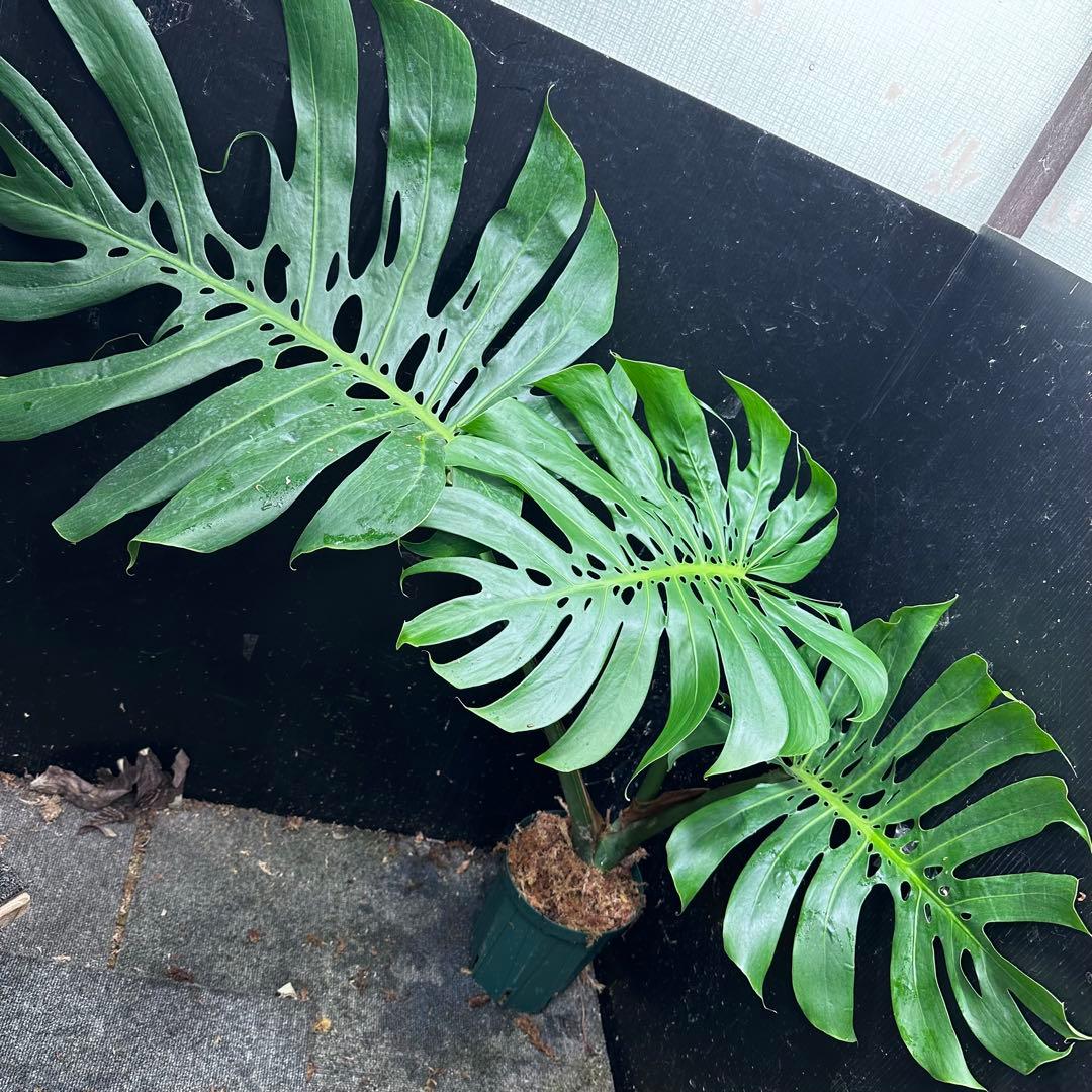 モンステラデリシオーサマクロコズム超希少系統鉢植え80㎝ 希少】モンステラ デリシオーサ 'マクロコズム' – RARE PLANTS JAPAN