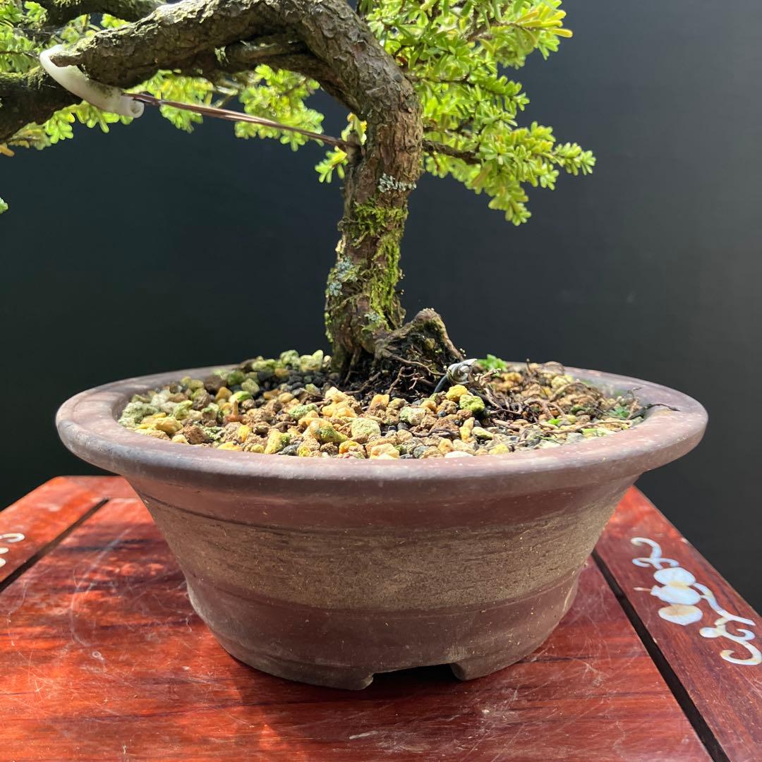 コメツガ(米栂) 盆栽 - メルカリ