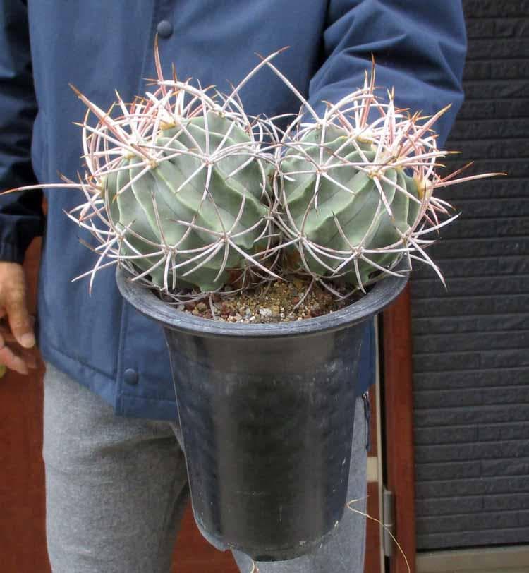 【現品】エキノカクタス ・大竜冠　タイリュウカン　接　6号　T番 楽天市場】Echinocactus エキノカクタス 大竜冠 タイリュウカン 管理