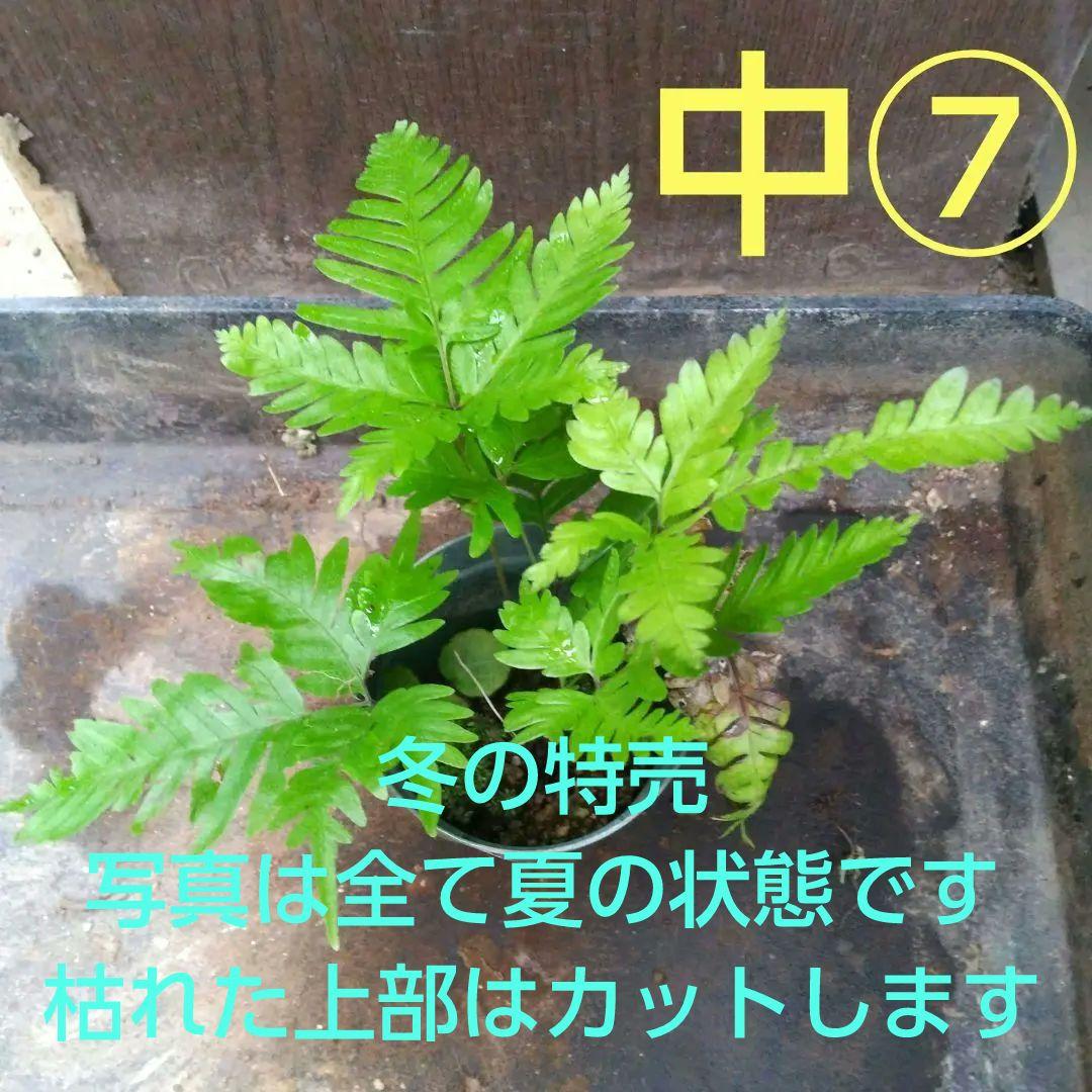 ワケアリ 中⑦ 品種不明シダ