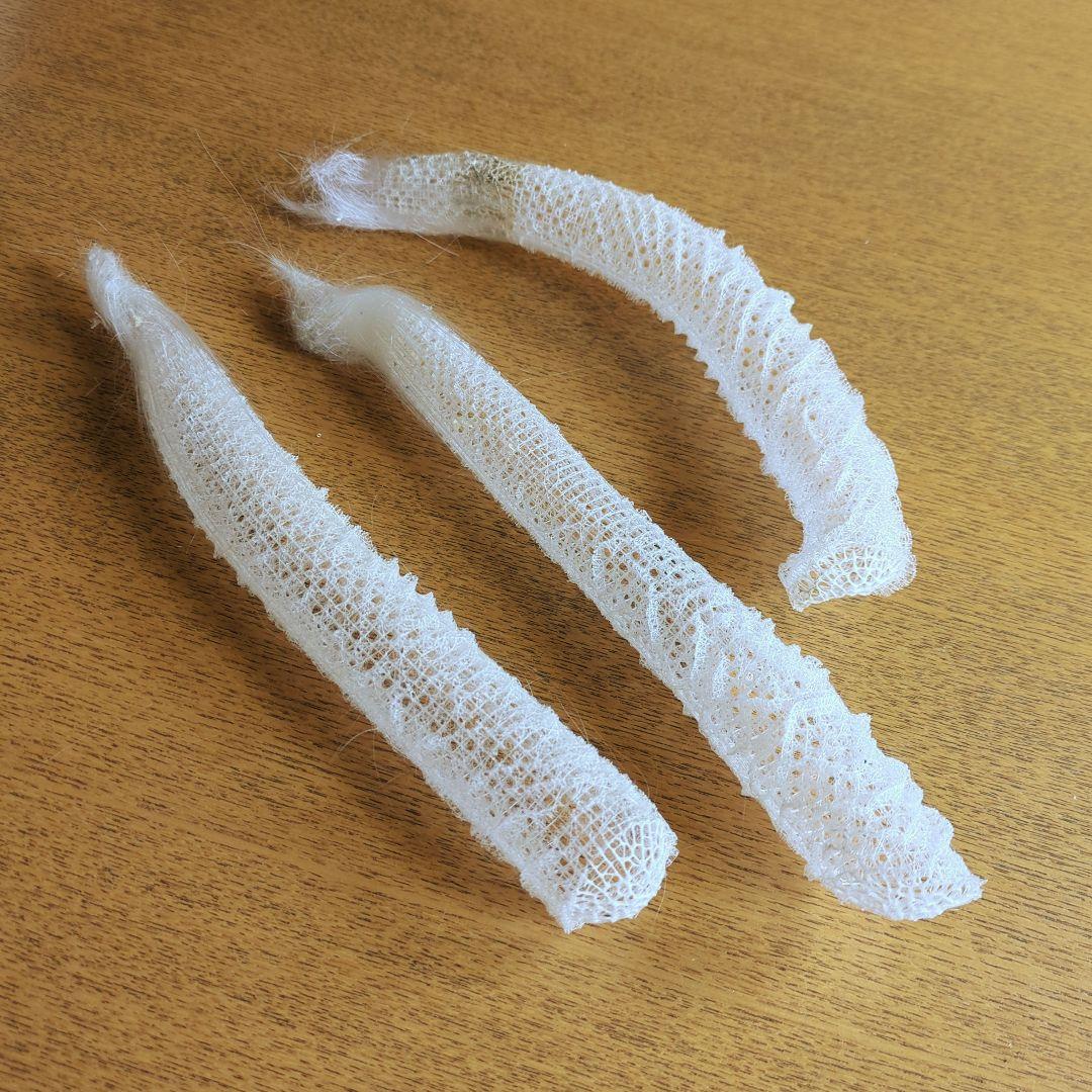 偕老同穴 カイロウドウケツ 標本 3本 - メルカリ