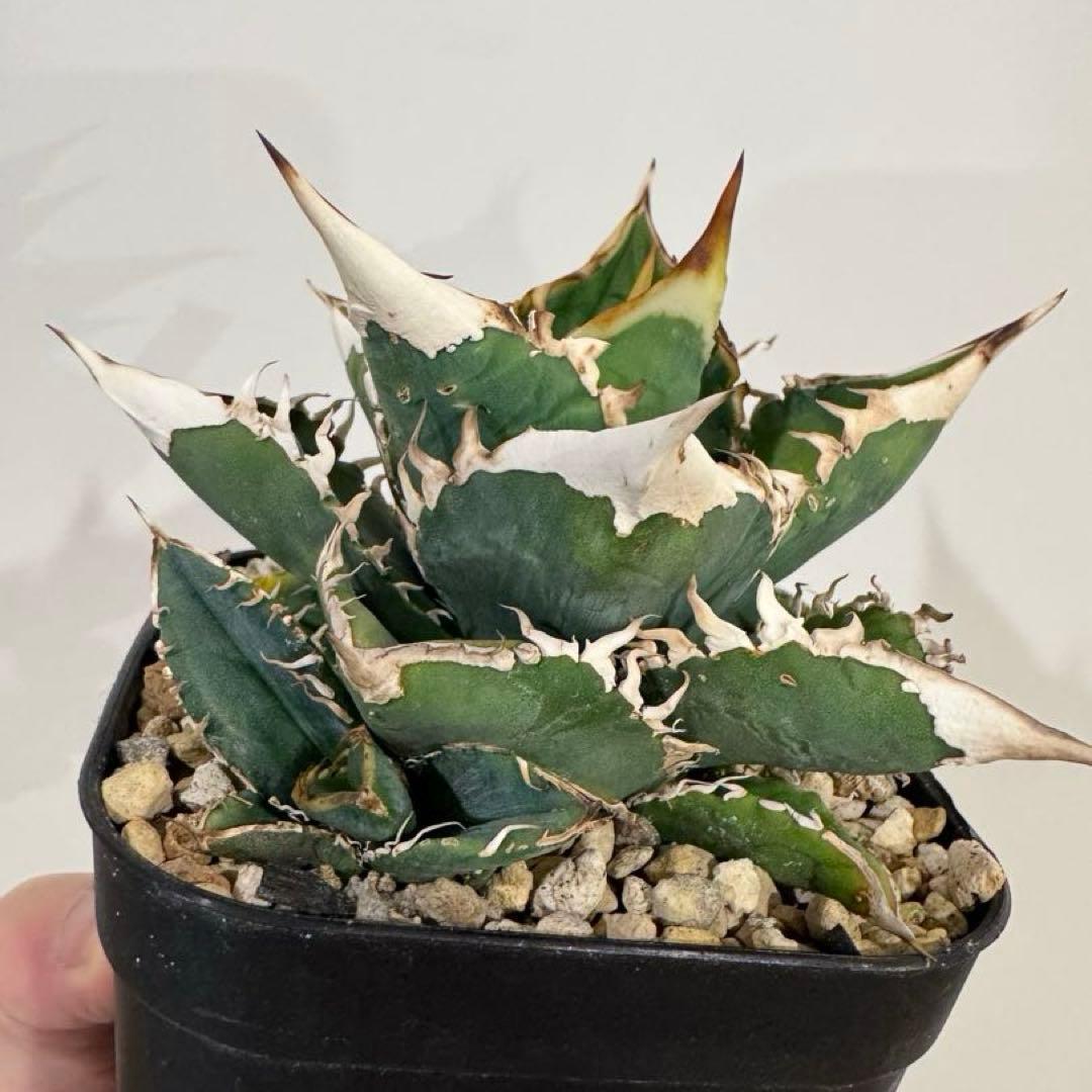 穿山甲 未発根 子株 lize血統 アガベ センザンコウ ② - メルカリ