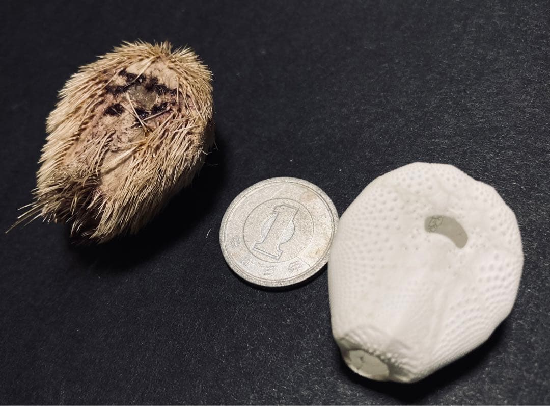 ネズミブンブク 棘付き&棘無し ブンブク ウニ殻 - メルカリ