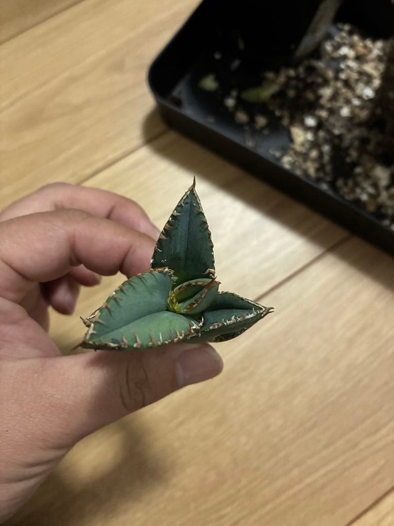 Agave titonota アガベチタノタ 冰雹LIZE血統 子株 - メルカリ