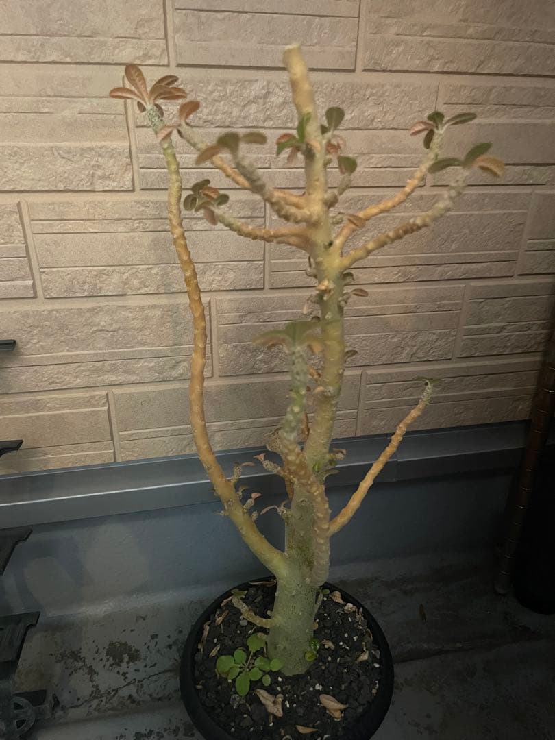 ドルステニア ギガス 発根済み Amazon｜【現品限り】ドルステニア・ギガス ブラータ 挿し木 発根済み