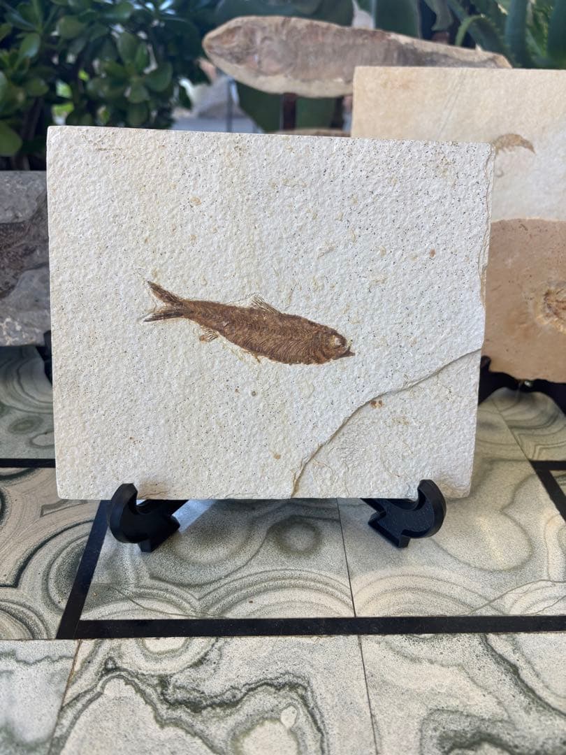 台付　ナイティア　魚　始新世　アメリカ　ワイオミング州化石　鉱石　希少 商品紹介】古代魚ナイティア（新生代始新世、アメリカ・ワイオミング州）