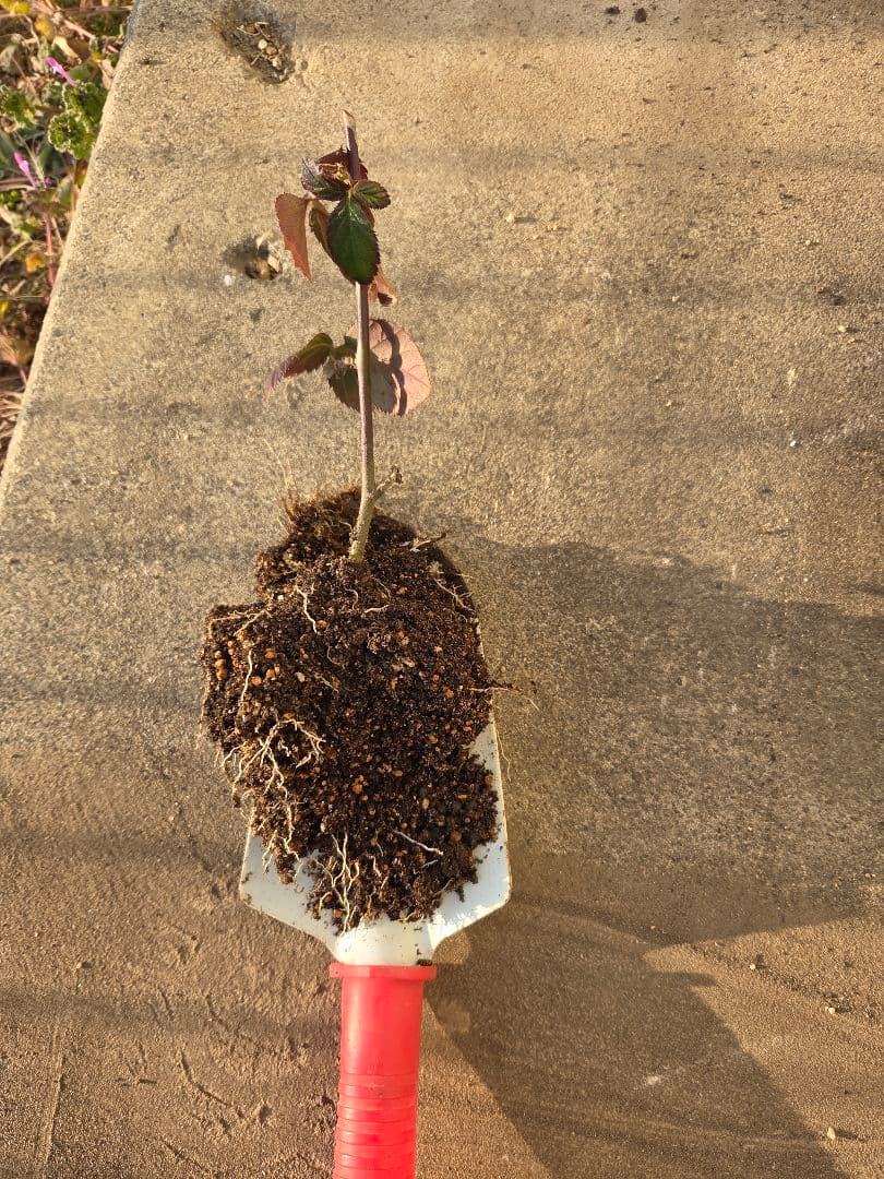 ブラックベリー 挿し木苗（発根済）一本 ⑫ - メルカリ