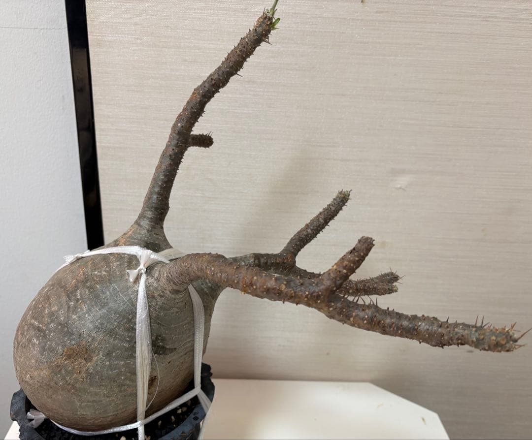 発根済み　大株グラキリス／芽吹き・蕾あり