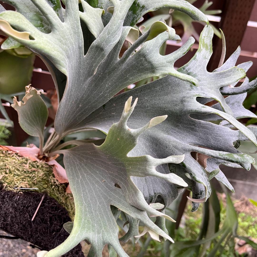 Hips ziriziri 癖強 子株 株分け ビカクシダ