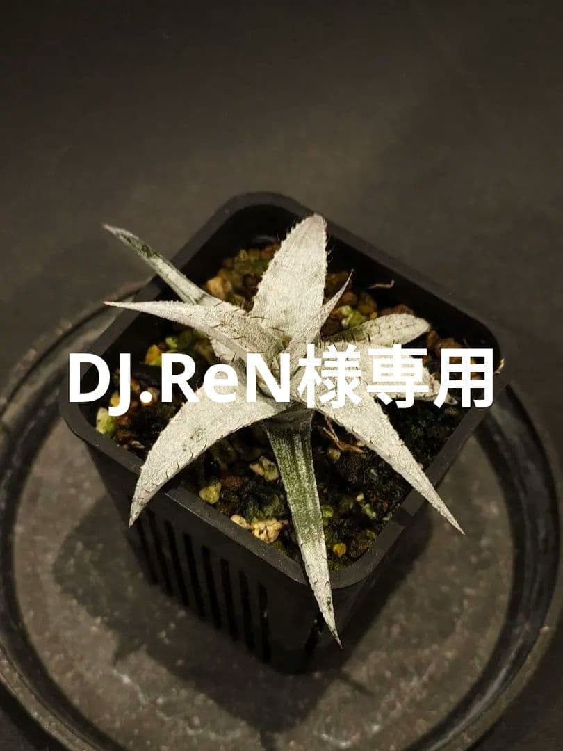 Dyckia braunii 実生 1 ディッキア ブラウニー ディッキア・ブラウニー：Dyckia braunii | Dyckia Maniax