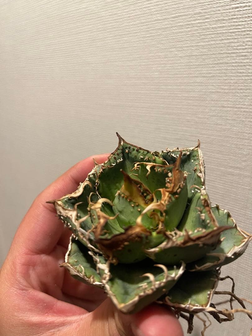 アガベ ブツブツ 中株 ノーネーム