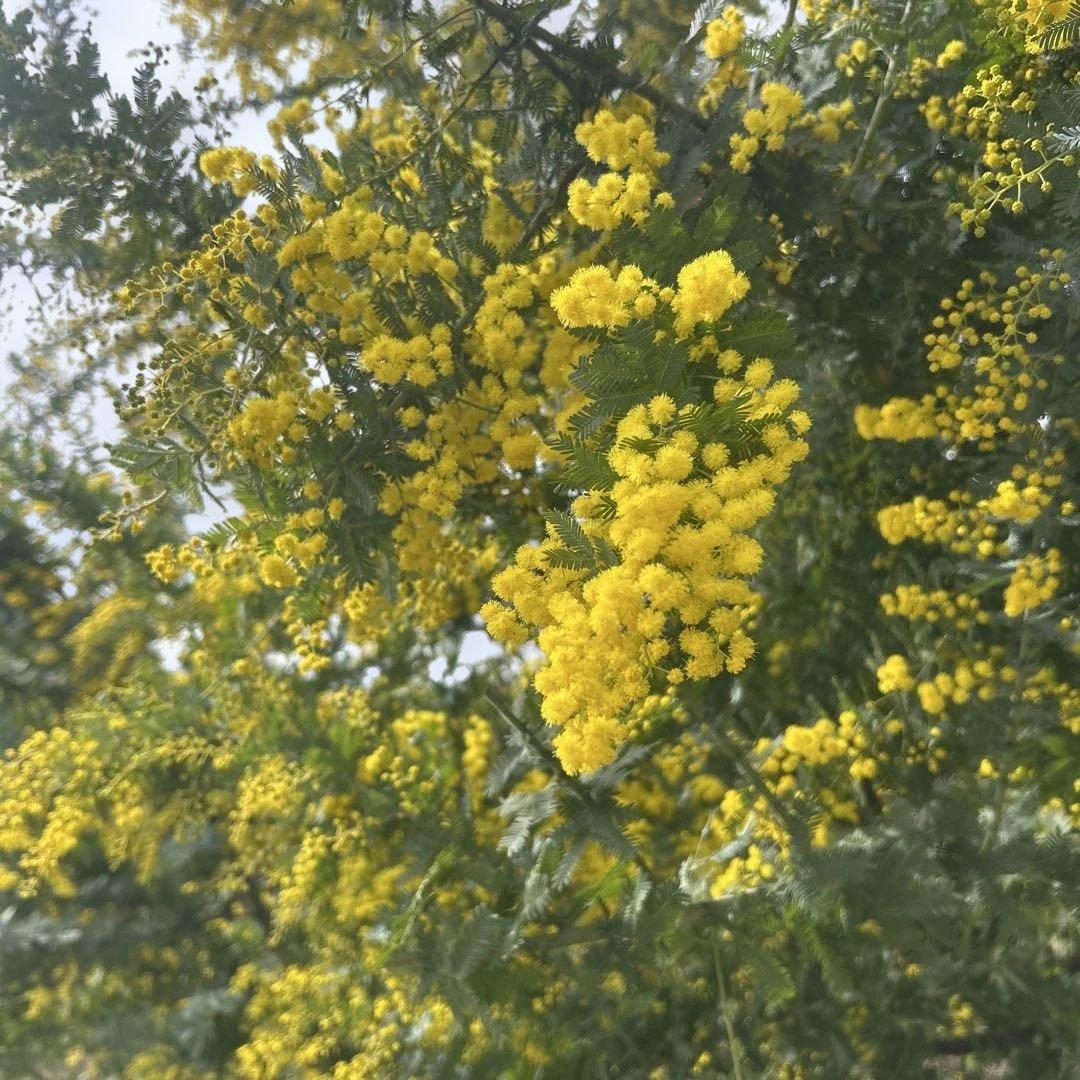 ミモザ アカシア 銀葉アカシア フレッシュ 100サイズほどのダンボール