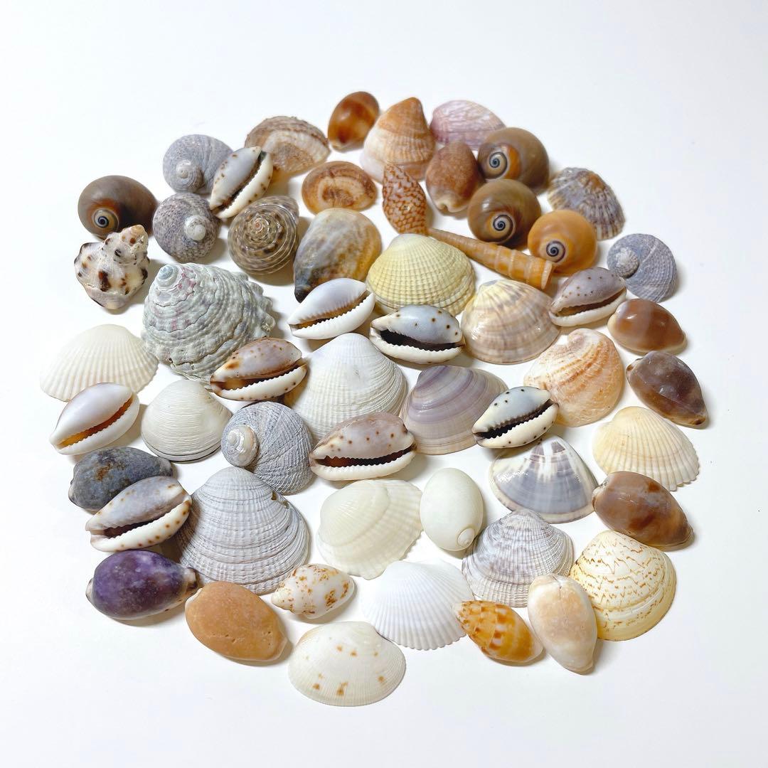 貝殻セットB - メルカリ