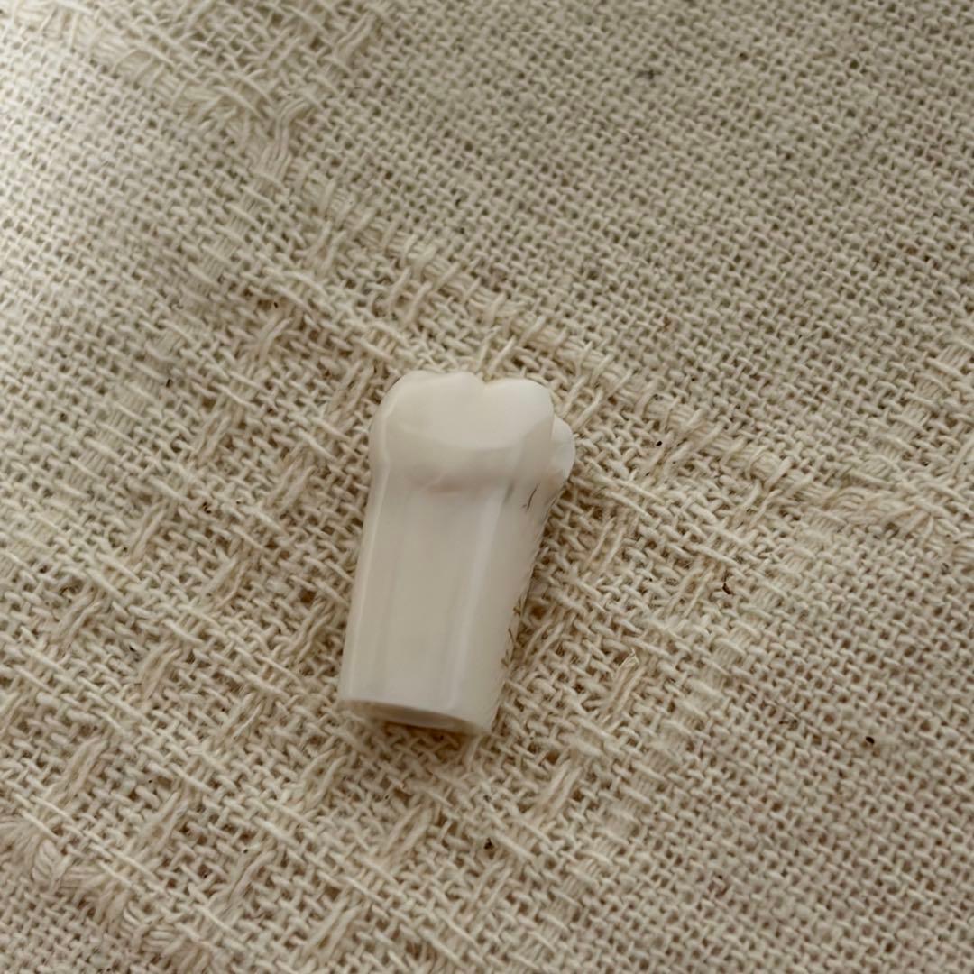 顎模型 頬粘膜付き 箱無し