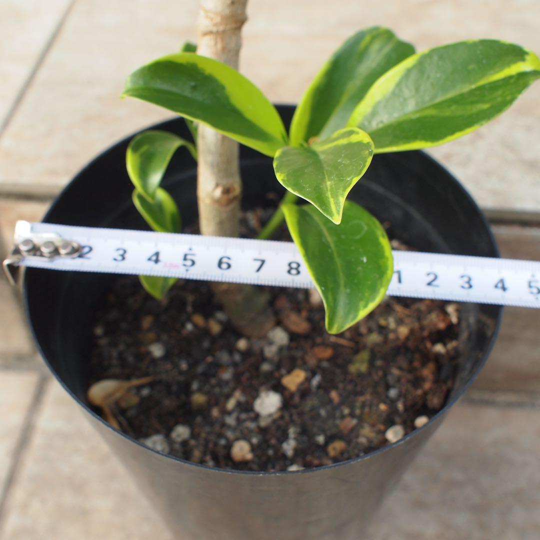 フィカス ファグラエア No.001 鉢、送料込 メルカリ便 曲がり - メルカリ