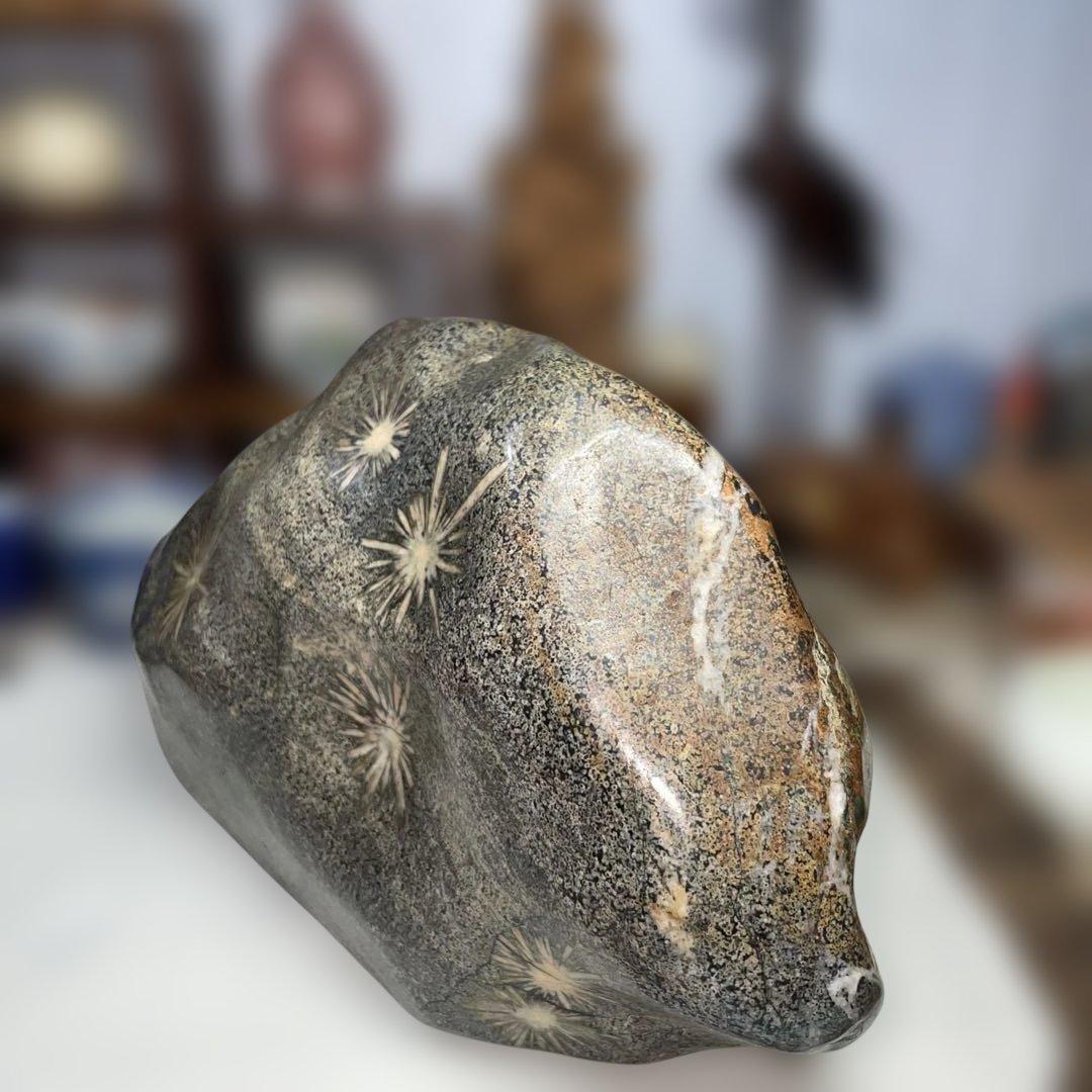 菊花石 8.6kg 鑑賞石 鉱物