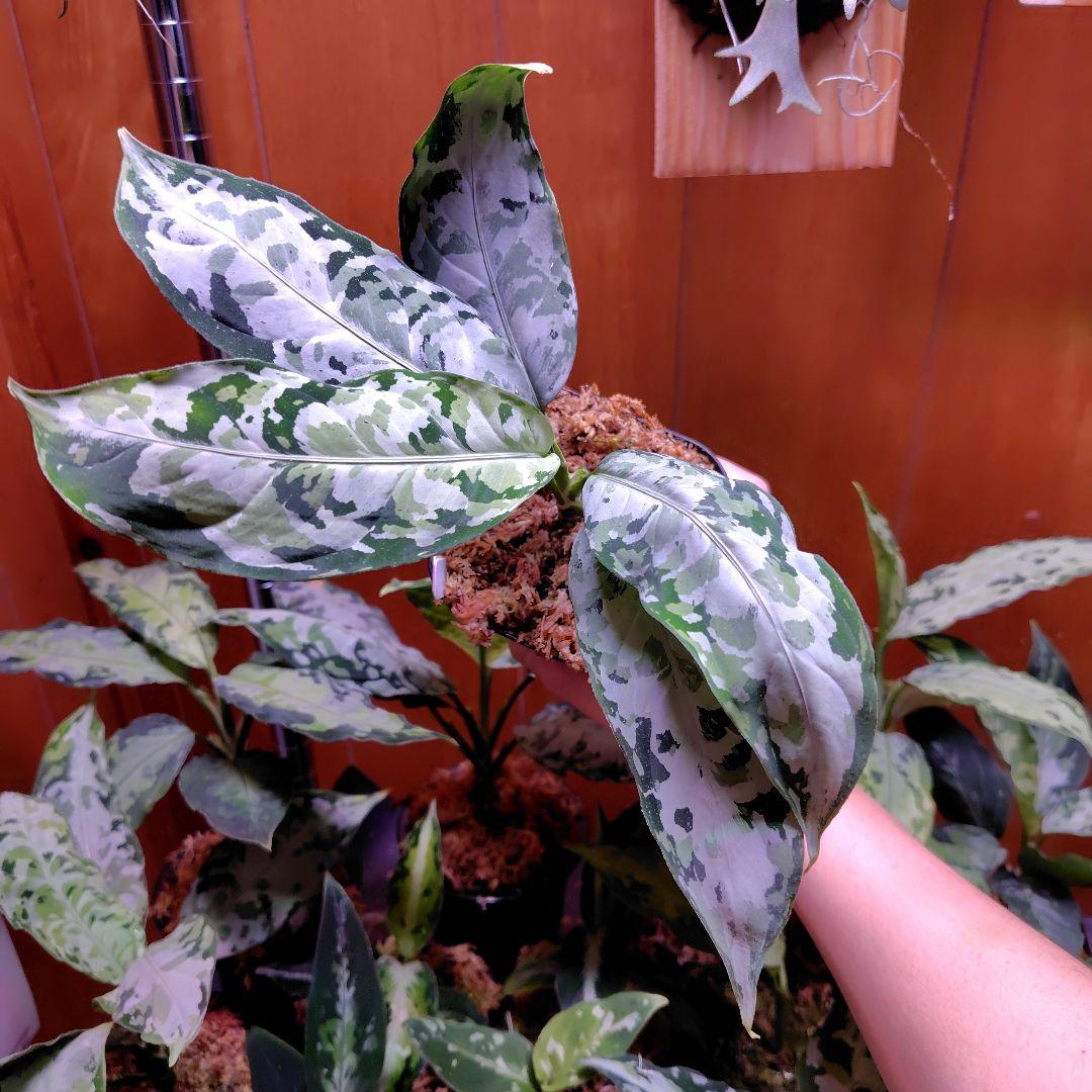 柳緑花紅　Aglaonema pictum Aglaonema Pictum 柳緑花紅 : 四六時中
