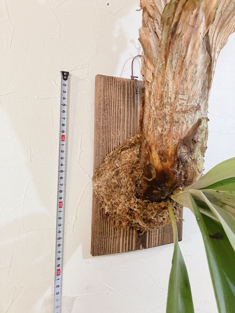 特大ビカクシダ ウィリンキーwild