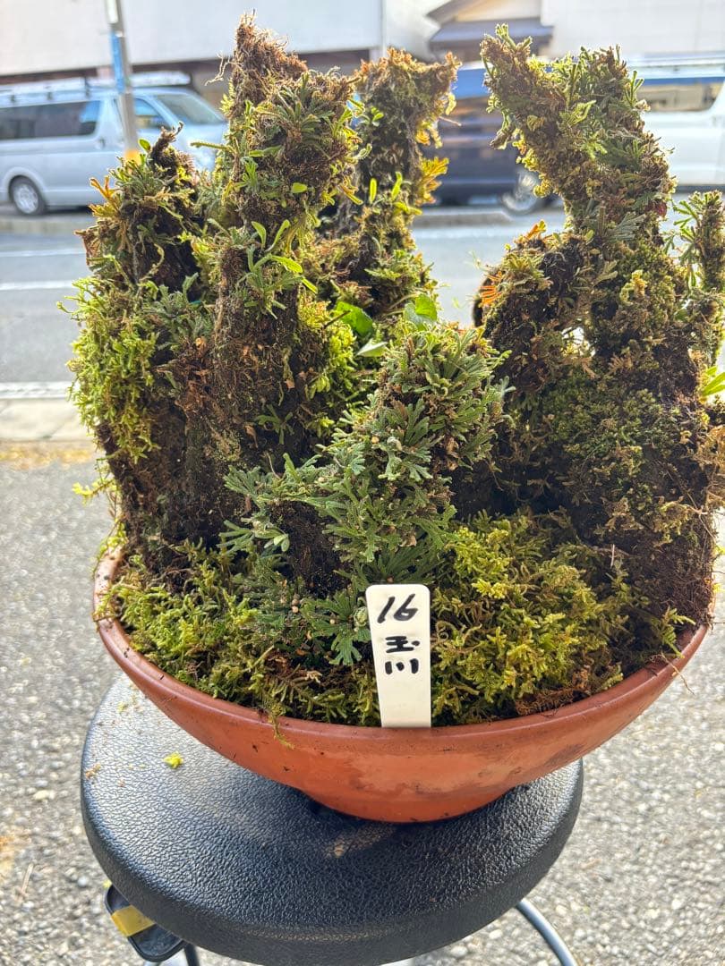 NO１６ イワヒバ(岩松） 30年物 静岡県玉川産 激安の投売り大特価 Amazon.co.jp: 30年物 岩松 イワヒバ 岩ヒバ 盆栽 山野草 高山植物 328