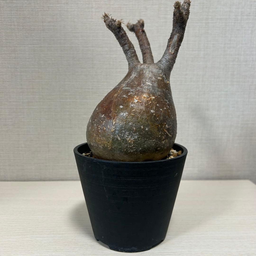 パキポディウム・グラキリス⑦ 発根済み　現地球 パキポディウム グラキリス 【現地球/発根済み】HK2402614 | RAFLUM