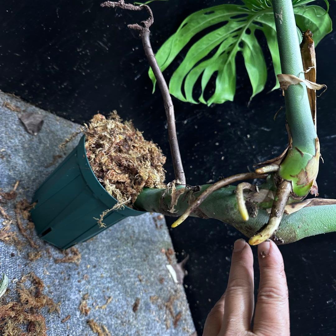 モンステラデリシオーサマクロコズム大型葉希少系統鉢植え高さ70㎝超大