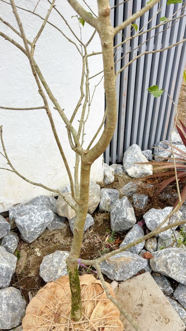 希少。山採りソヨゴ雌株2.6M(鉢底から)