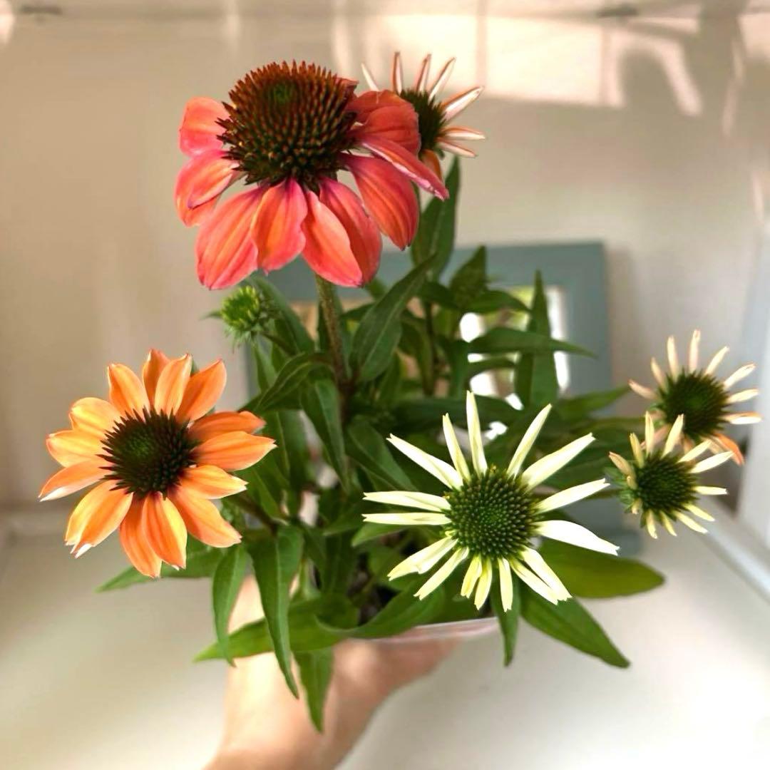 ✿Dom❤Mia✿プロフ必読✿様 リクエスト おまとめ8苗 - メルカリ