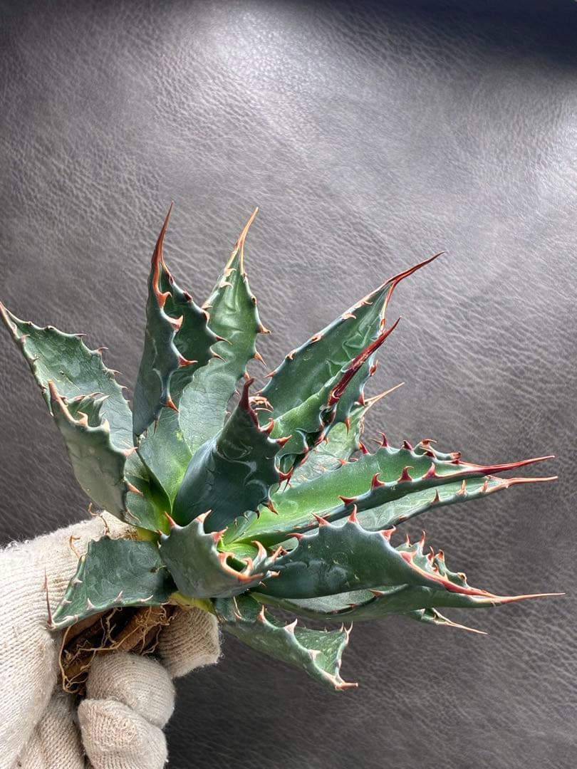 アガベ 「モンターナ」 特選株 野性的蓮座 極上美株 - メルカリ