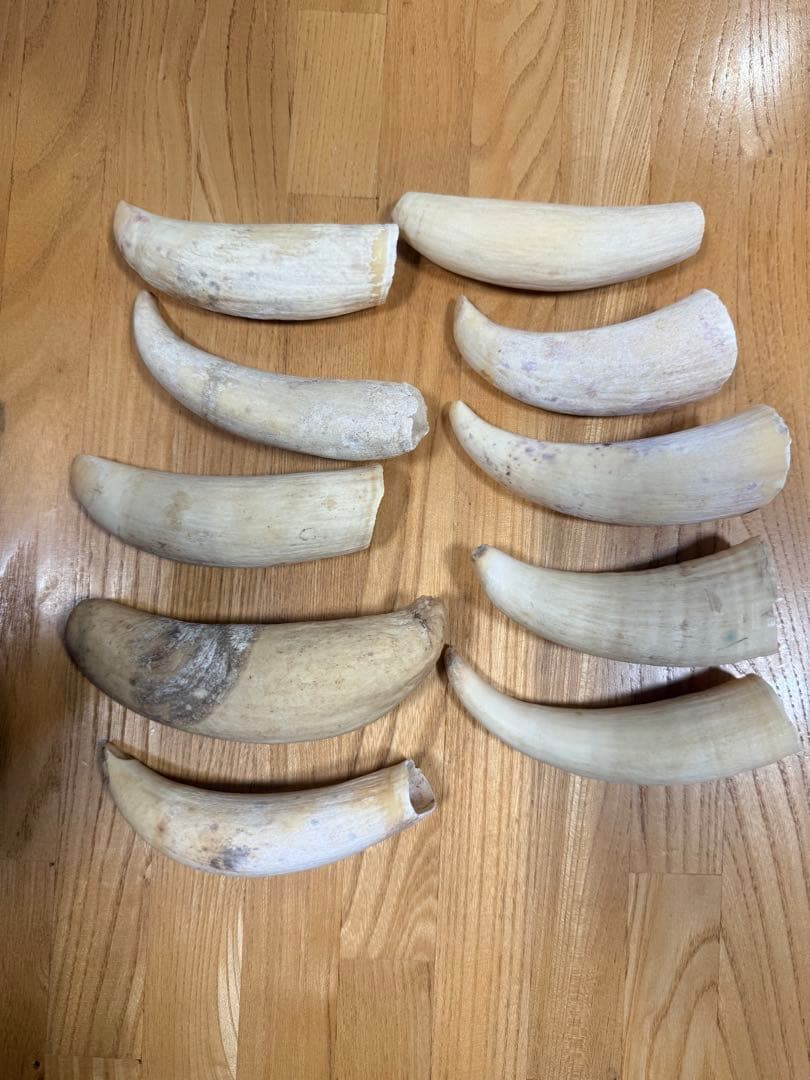 マッコウクジラの歯10個セット 918g 2026年最新】マッコウクジラの歯の人気アイテム - メルカリ