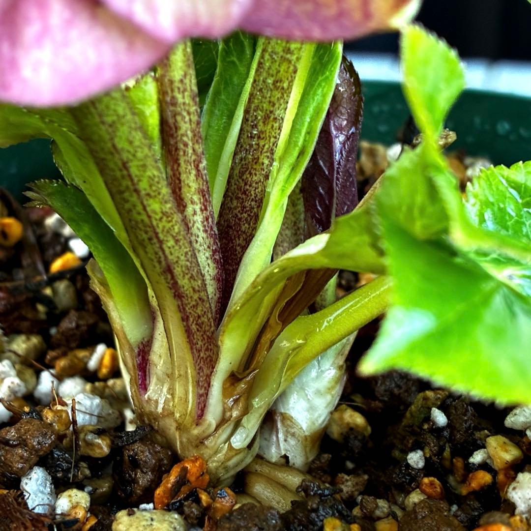 も*読様 530☘️ラスト2☘️蕾花タグ付☘️極上☘️特大SD⭐️蜃気楼⭐️コロ